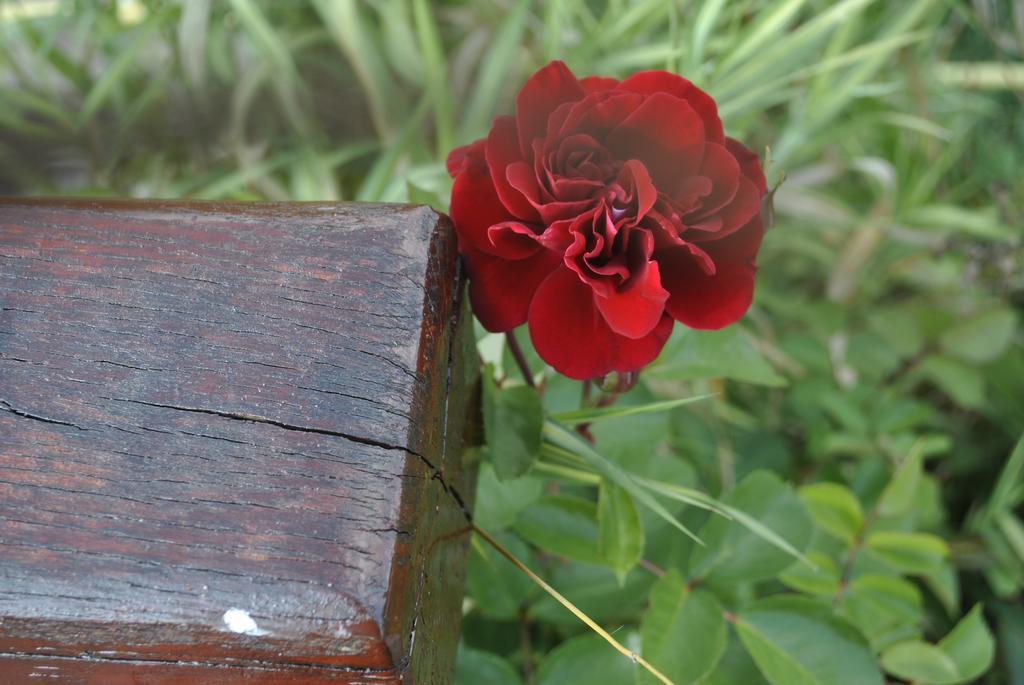 Pensiunea Violeta Saschiz Dış mekan fotoğraf